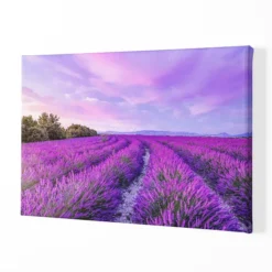 Polje lavande – Slika na platnu